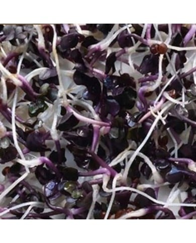 Germes de radis violets Sango