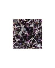 Germes de radis violets Sango