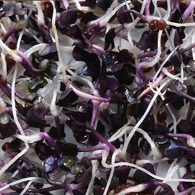 Germes de radis violets Sango