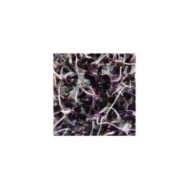 Germes de radis violets Sango