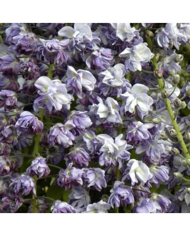 Glycine du Japon Violacea Plena
