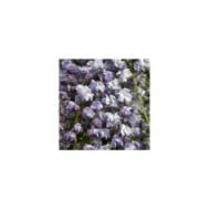 Glycine du Japon Violacea Plena