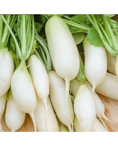 Radis Long blanc Leda