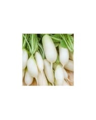 Radis Long blanc Leda