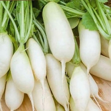 Radis Long blanc Leda
