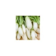 Radis Long blanc Leda