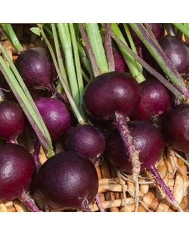 Radis Rond violet Malaga