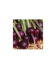 Radis Rond violet Malaga