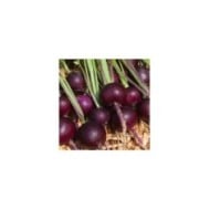 Radis Rond violet Malaga