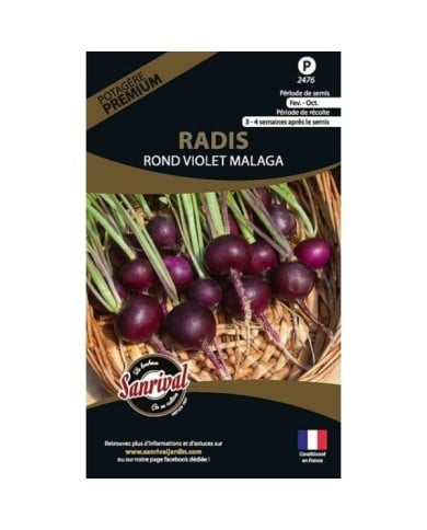 Radis Rond violet Malaga (sachet)