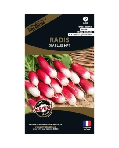 Radis Diablus HF1 (sachet)