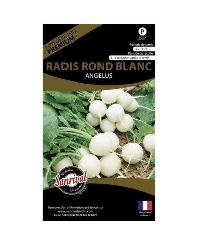 Radis rond blanc angelus (sachet)