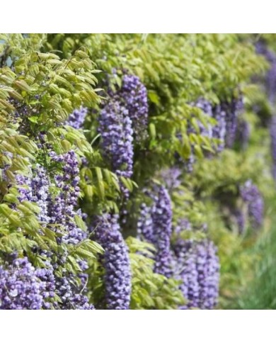 Glycine du Japon Violacea Plena