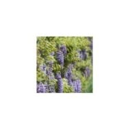 Glycine du Japon Violacea Plena