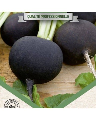 Radis noir Rond d'Hiver