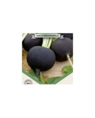Radis noir Rond d'Hiver