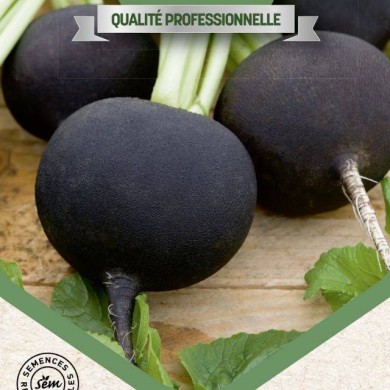 Radis noir Rond d'Hiver