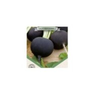 Radis noir Rond d'Hiver