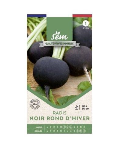 Radis noir Rond d'Hiver