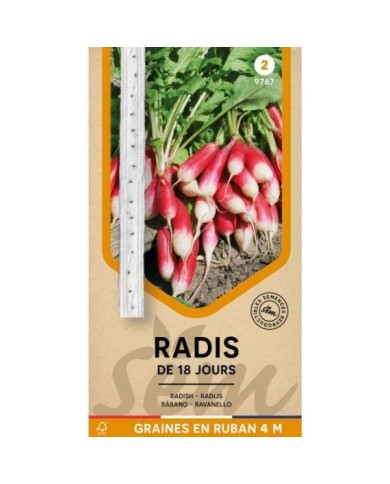 Radis de 18 jours en ruban