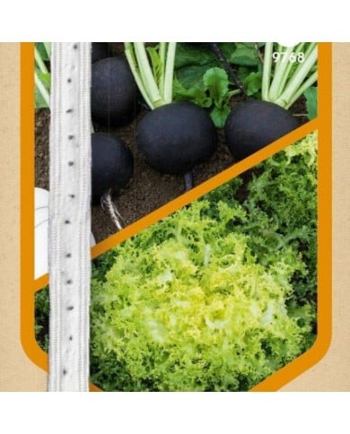 Radis noir et chicorée frisée en rubans