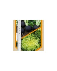 Radis noir et chicorée frisée en rubans