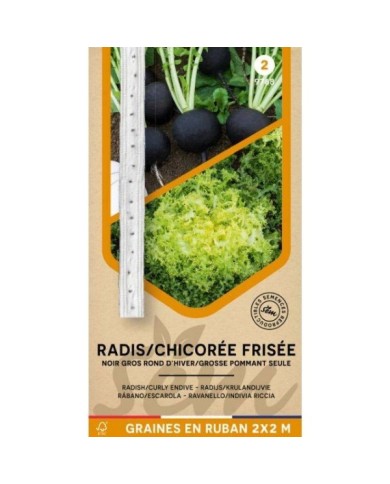 Radis noir et chicorée frisée en rubans
