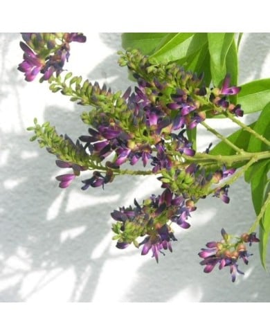 Glycine d'été Satsuma