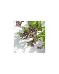 Glycine d'été Satsuma