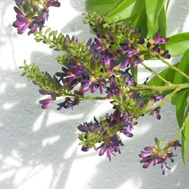 Glycine d'été Satsuma