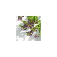 Glycine d'été Satsuma