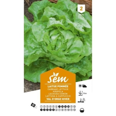 Laitue pommée Val d’Orge Hiver (sachet)