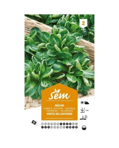 Mâche verte de Louviers (sachet)