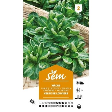 Mâche verte de Louviers (sachet)