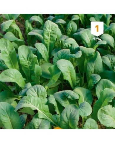 Roquette cultivée