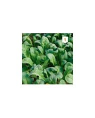 Roquette cultivée