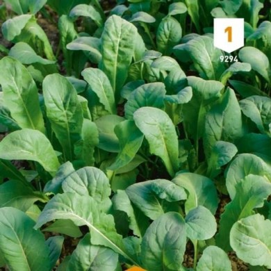 Roquette cultivée