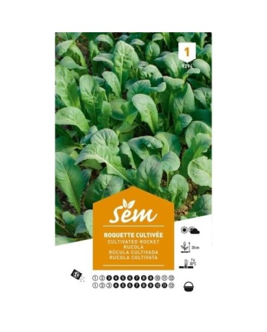 Roquette cultivée (sachet)