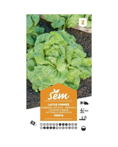 Laitue Verpia (sachet)