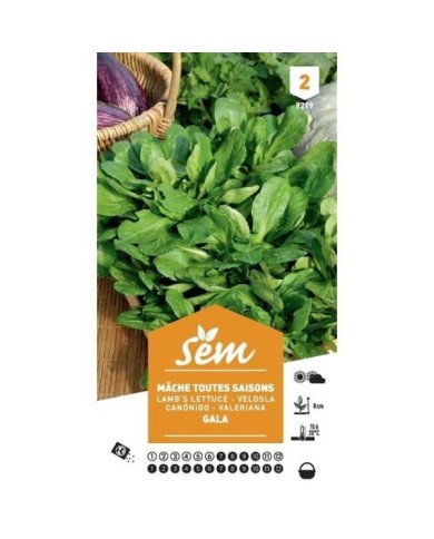 Mâche Gala (sachet)