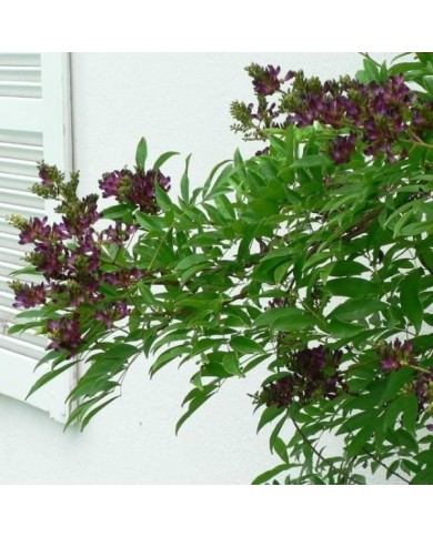 Glycine d'été Satsuma