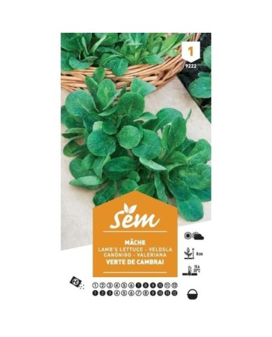 Mâche verte de Cambrai (sachet)
