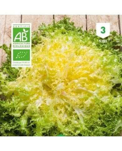 Chicorée frisée Wallonne Bio