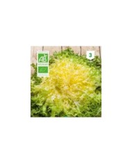 Chicorée frisée Wallonne Bio