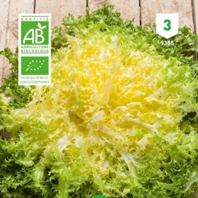 Chicorée frisée Wallonne Bio