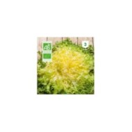 Chicorée frisée Wallonne Bio