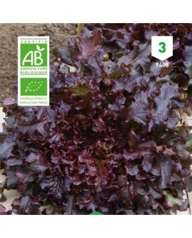 Laitue feuille de chêne rouge Bio