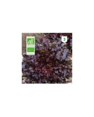 Laitue feuille de chêne rouge Bio