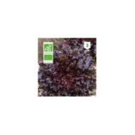 Laitue feuille de chêne rouge Bio