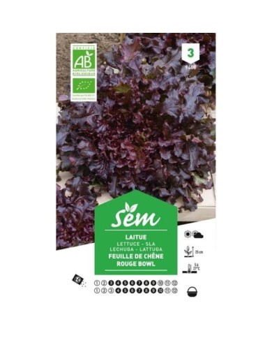Laitue feuille de chêne rouge Bio (sachet)